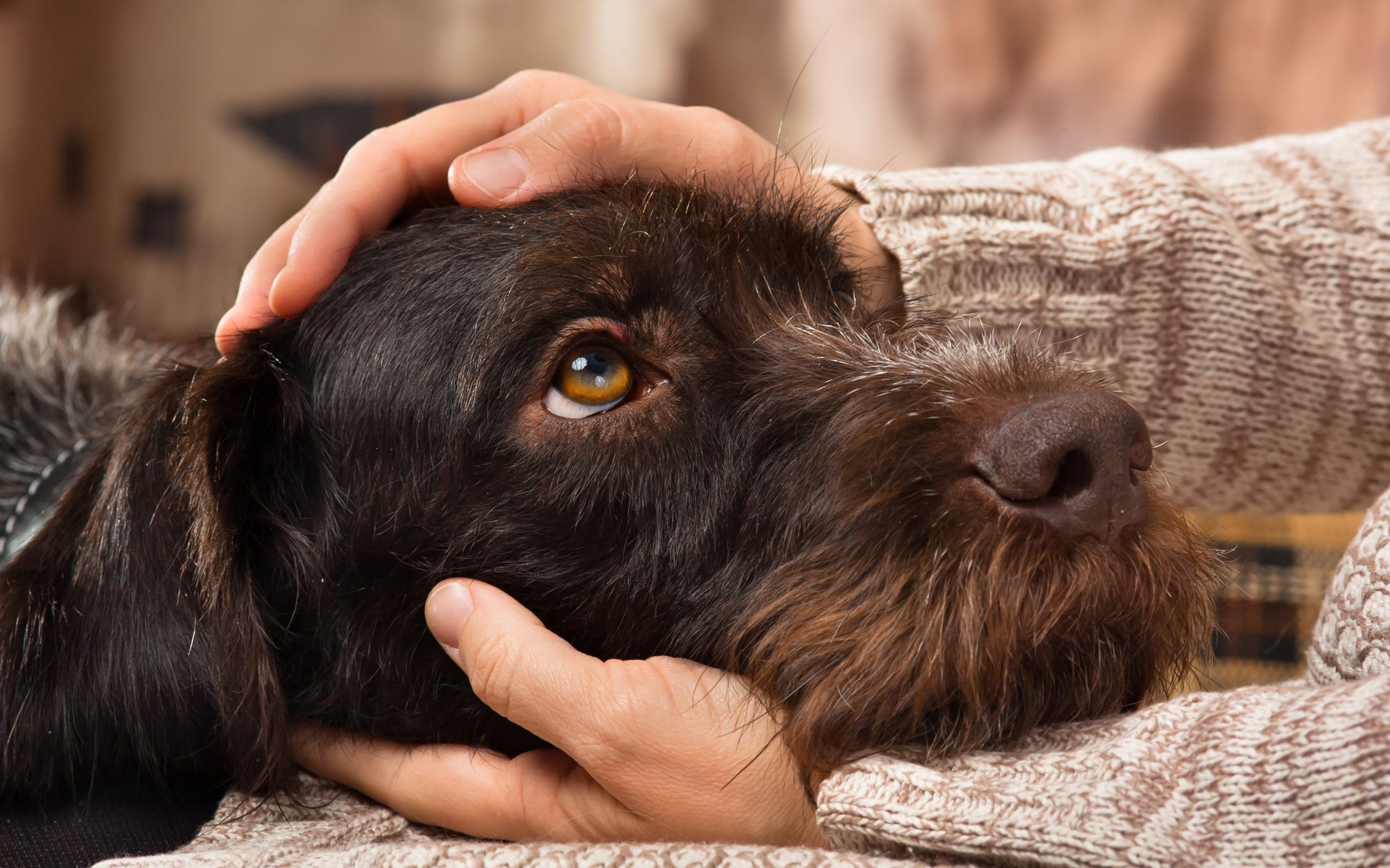 How Do Service Dogs Help With Mental Illness