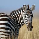 Why Don’t Zebra’s Get Ulcers?