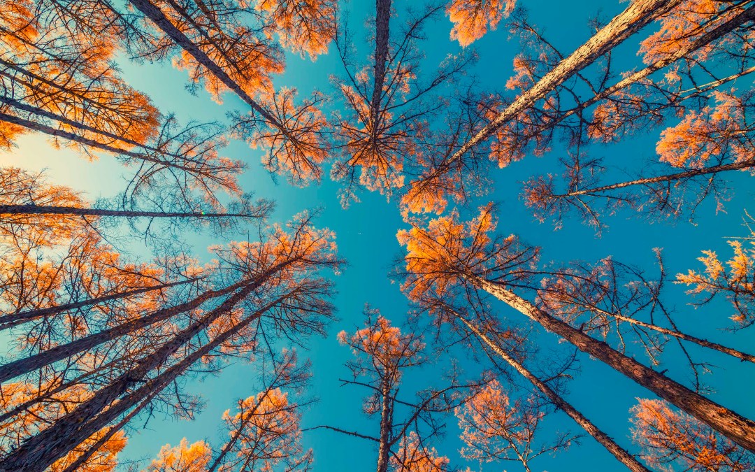 The amazing ways trees communicate